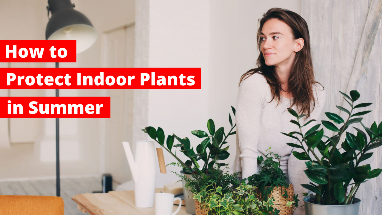 How to Protect Indoor Plants in Summer