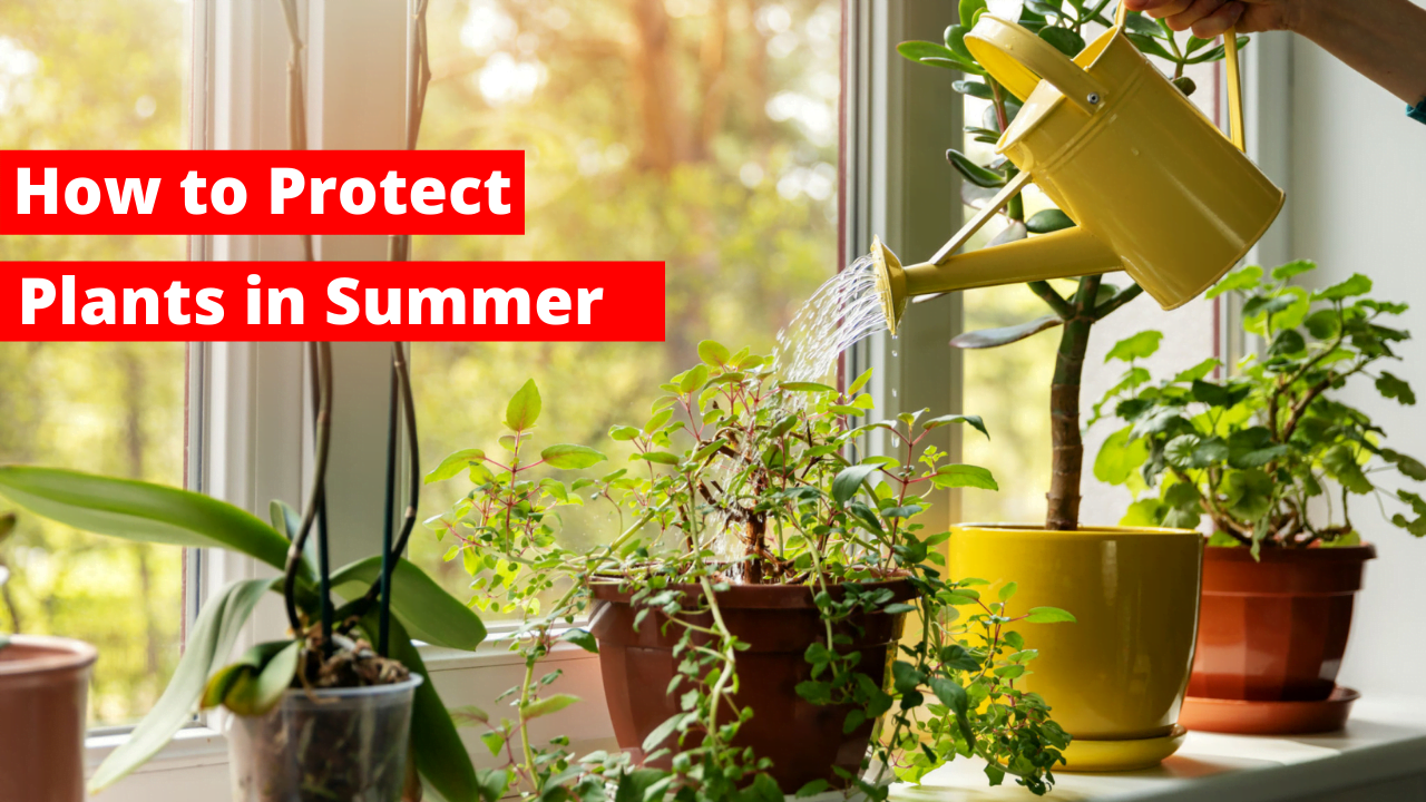 17 Tips To Take Care Of Your Plants In Summer