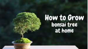 How to grow a bonsai tree at home
