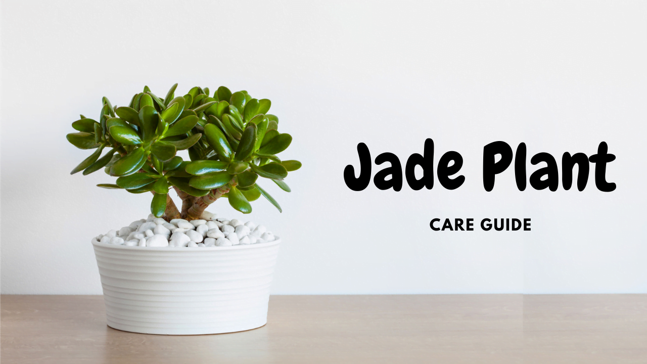 cuidado de la planta de jade