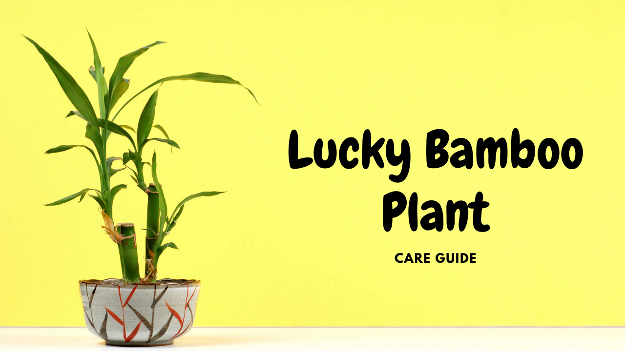 Lucky Bamboo Plant Care Tips - Indoor Lucky Bamboo Plant Guide