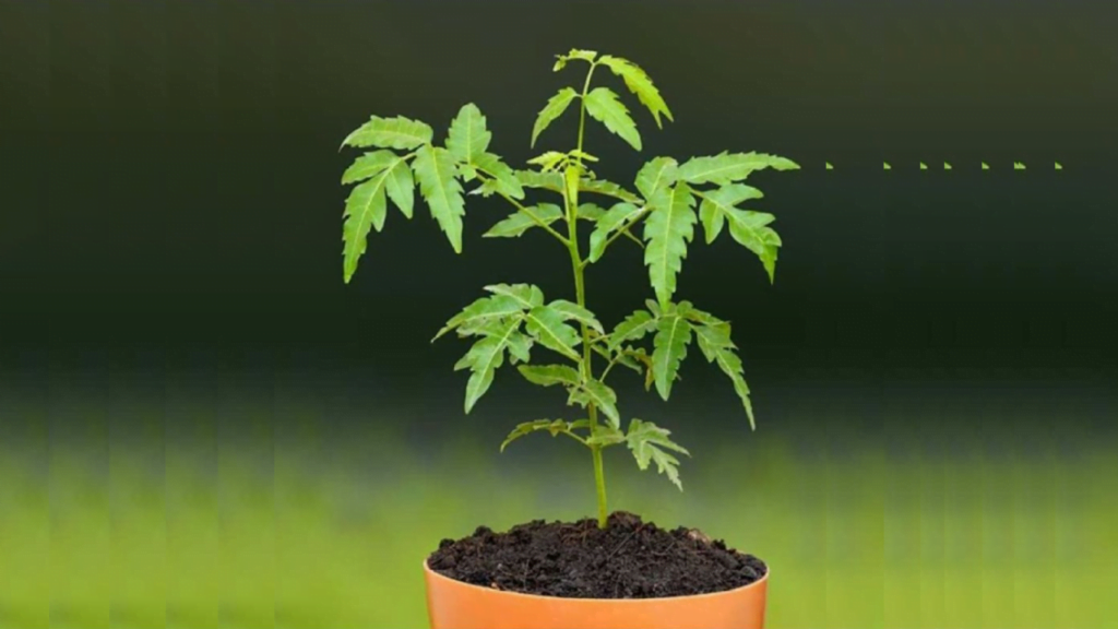 Cómo cultivar y cuidar el árbol bonsái de neem