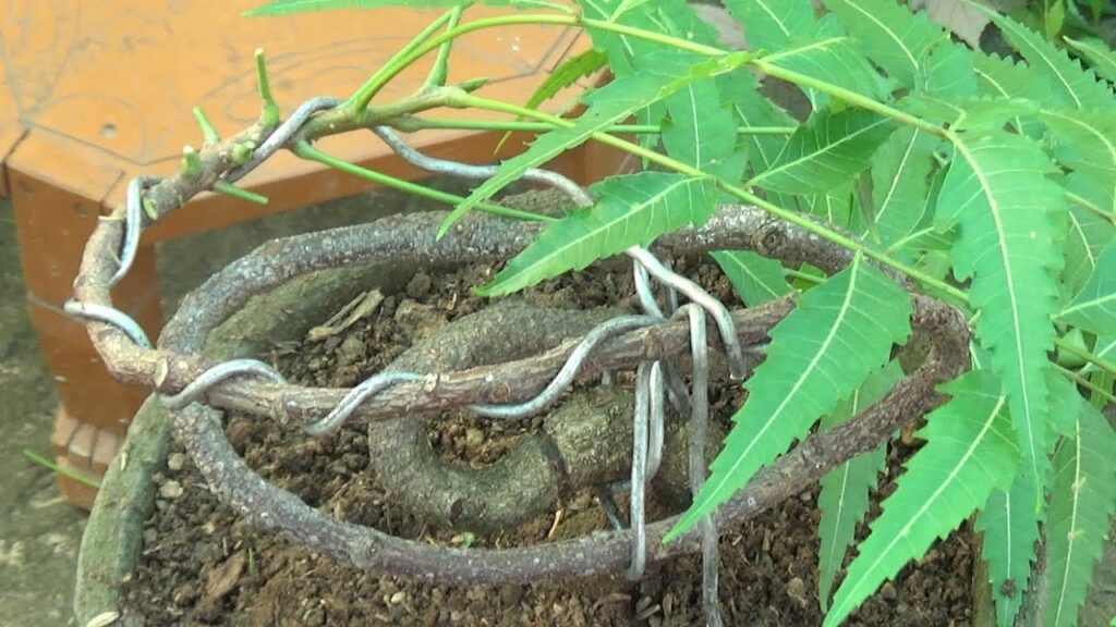 How to Grow and Care for Neem Bonsai Tree
