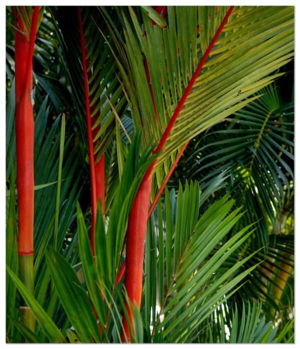 Red Palm Plant Abana Homes