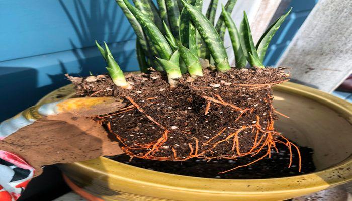 snake plant Root-Rot