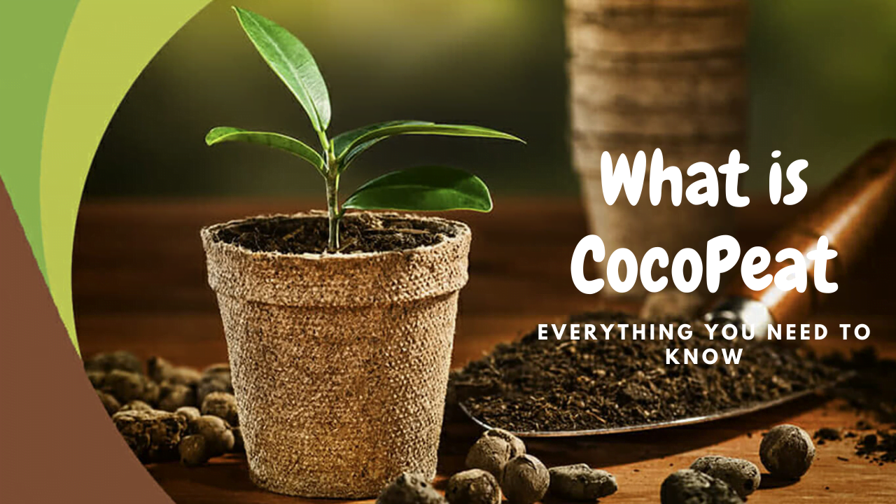 What is CocoPeat