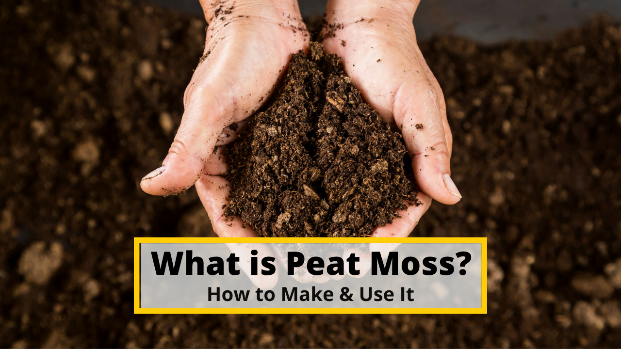 What is Peat Moss