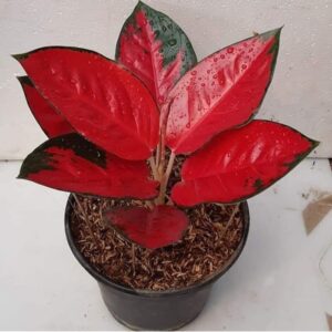 aglaonema suksom jaipong