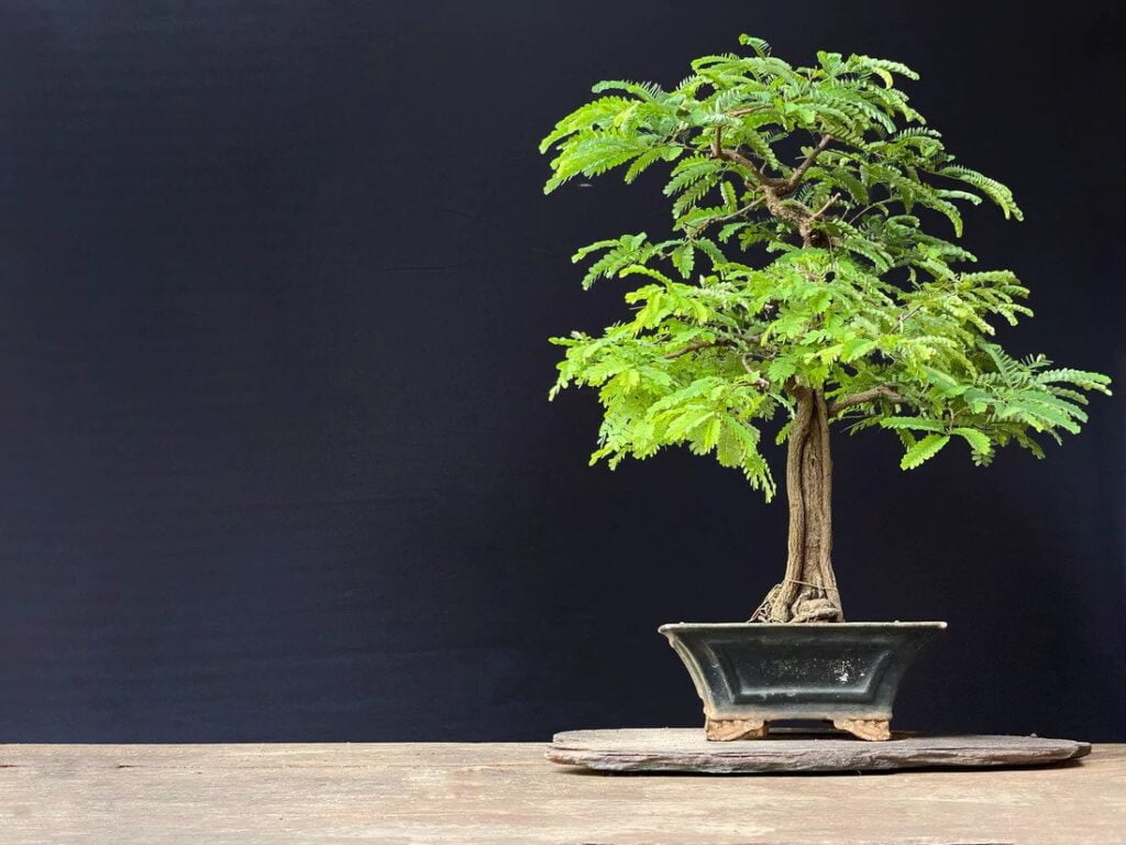 Cómo cultivar y cuidar un bonsái de tamarindo