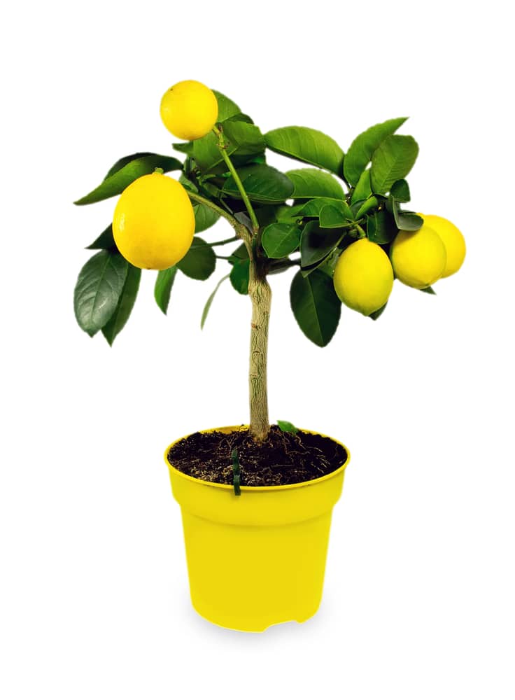 Bonsai Lemon Tree: How to Grow and Care