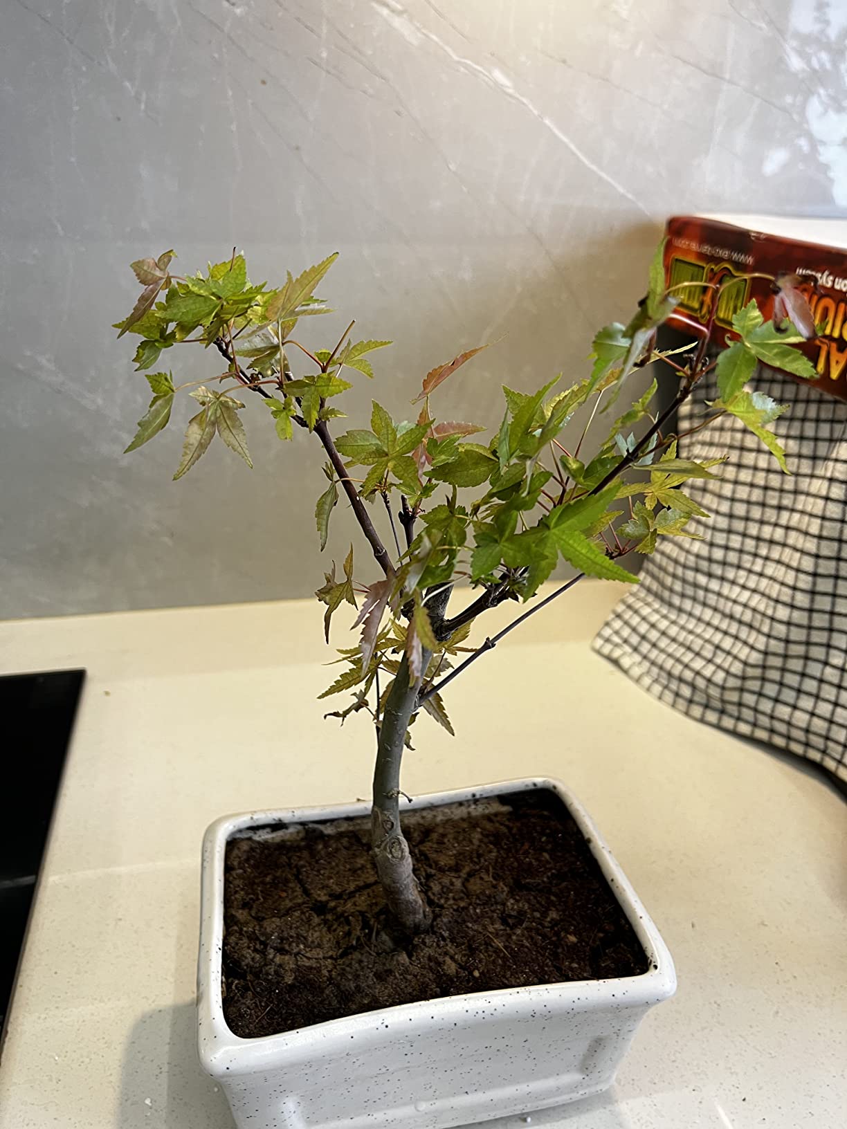 maple bonsai tree