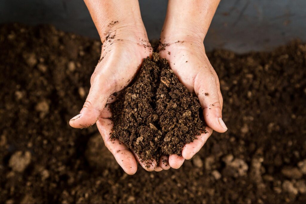 What Is Peat Moss, its uses, and its Alternatives?