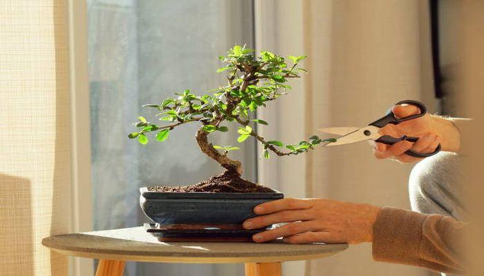 How to Grow and Care for Carmona Bonsai (Fukien Tea Bonsai)