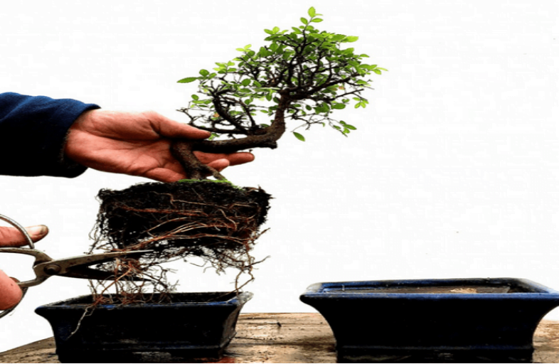 How to Prune Bonsai Roots? A Detailed Guide for beginners