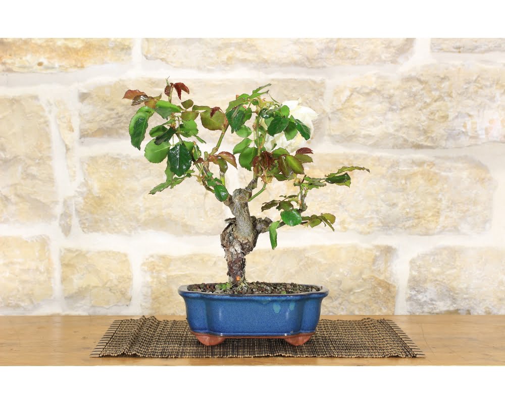 How to Make and Care for Rose Bonsai Tree