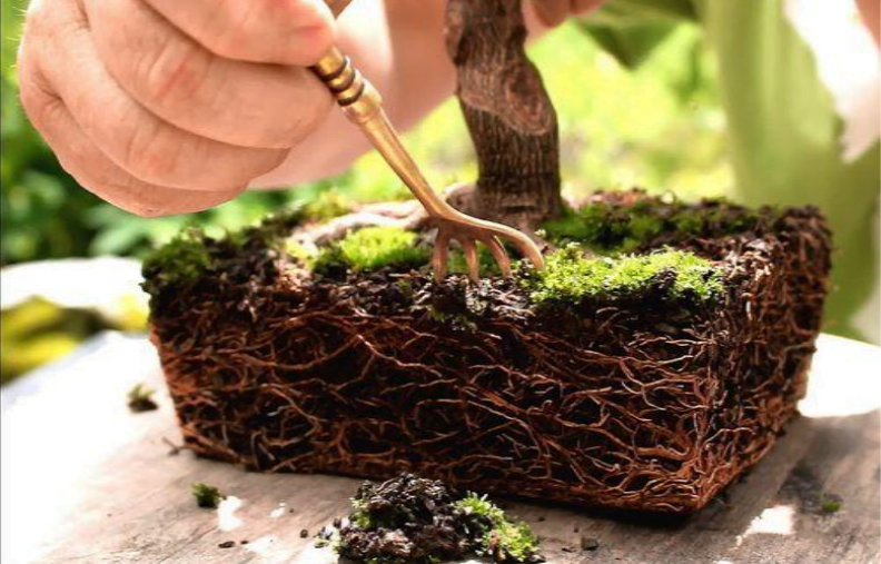 How to Prune Bonsai Roots? A Detailed Guide for beginners