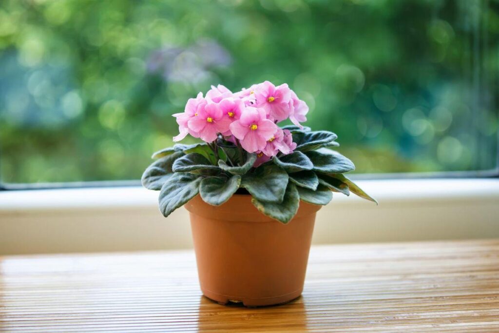 57 Gorgeous Small Indoor Plants for Compact Spaces