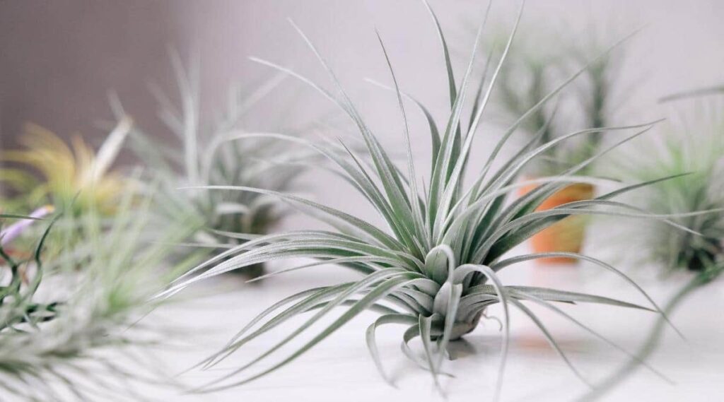 Air Plant