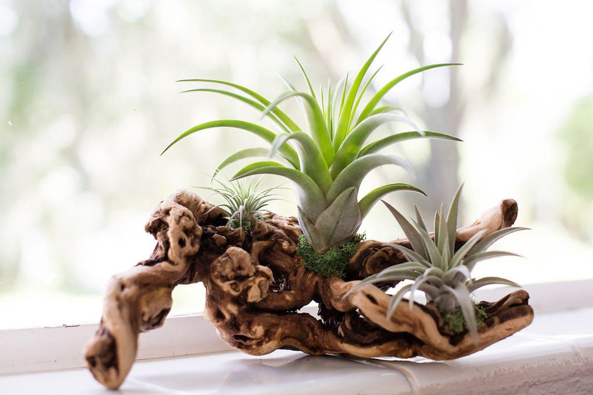 Green Plants For Small Spaces Indoors And Out