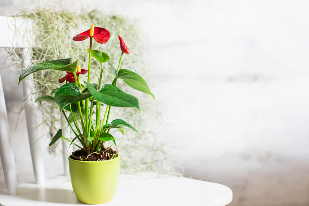 30 Most Beautiful Indoor Plants