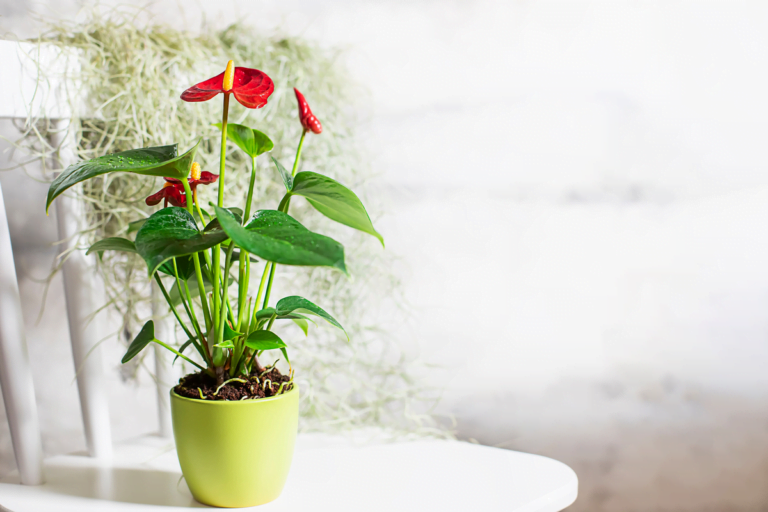 Top 20 Indoor Plants For Oxygen And Healthy Indoor Air