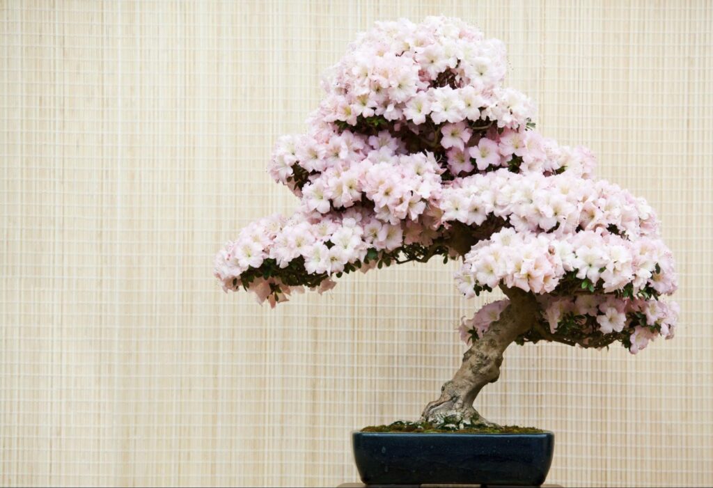 How to Care for Azalea Bonsai Plant (Rhododendron Indicum)