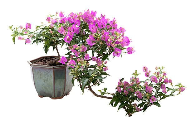 Bougainvillea Bonsai tree: Everything you need to know