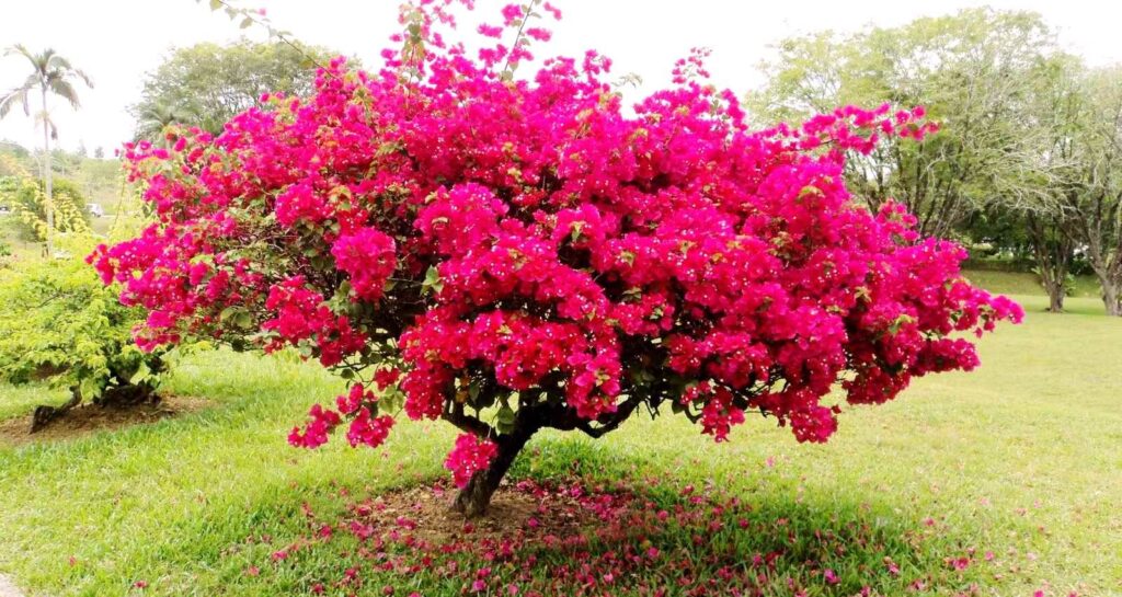Bougainvillea Tree: Varieties, Plant, Grow, And Care Guide