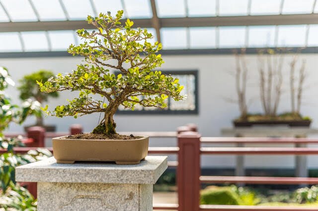Boxwood Bonsai Care Guide for Beginners