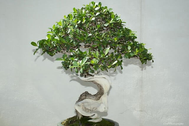 How to Care For Buttonwood Bonsai Tree (Conocarpus Erectus)