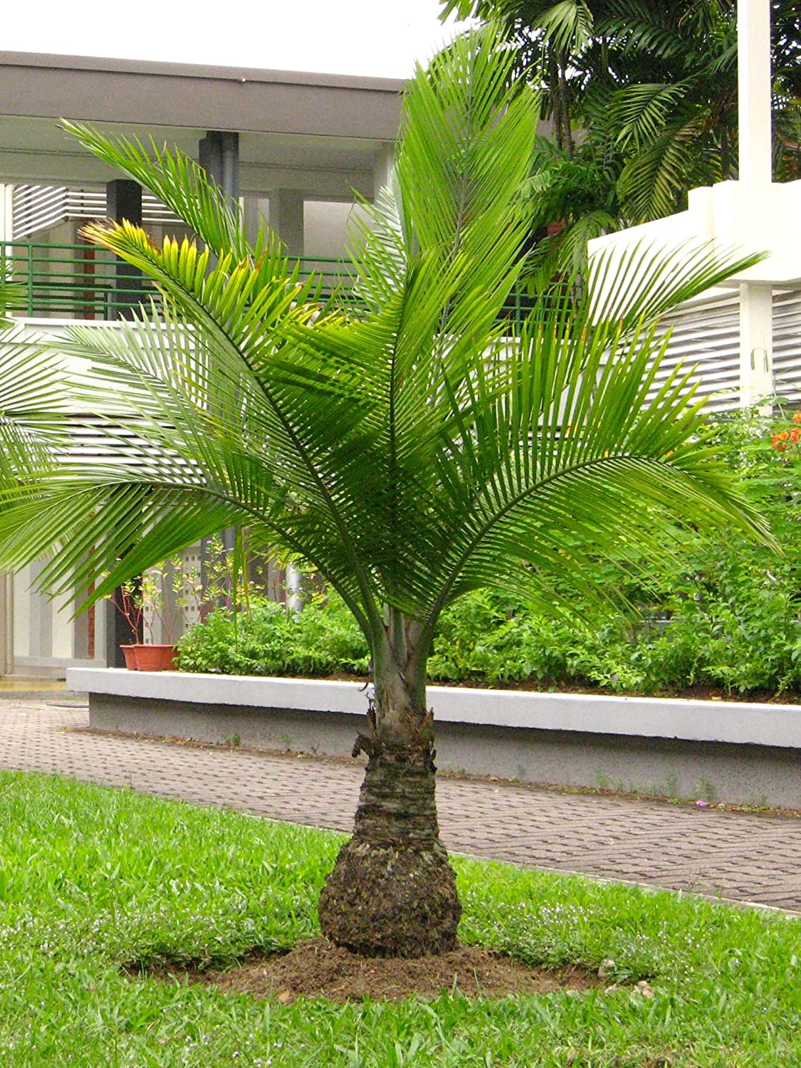 Tips Information About Bottle Palm Gardening Know How, 56% OFF
