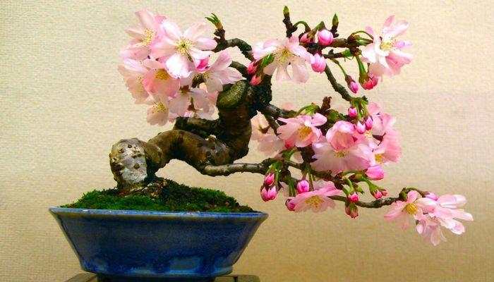 25 Smallest Bonsai Trees You Can Grow Indoors and Outdoors