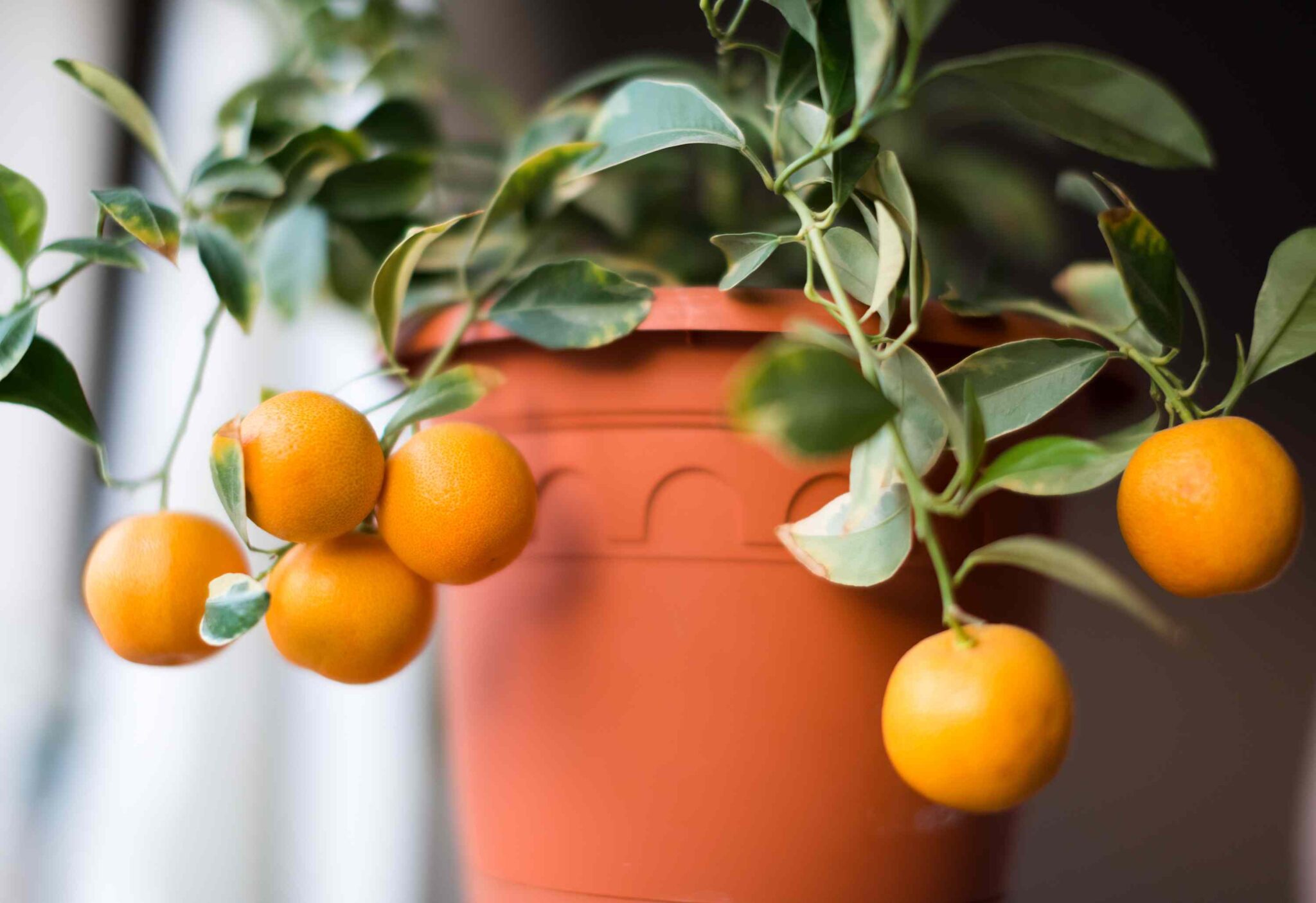 25 Lucky Indoor Plants that Bring Prosperity and Fortune