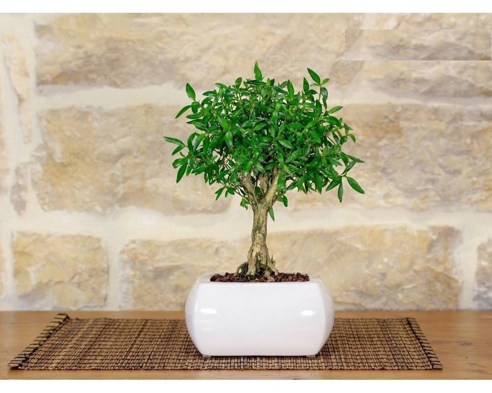 How to Care for Serissa Bonsai Tree (Serissa Foetida)