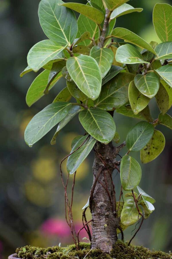 Ficus benghalensis bonsai