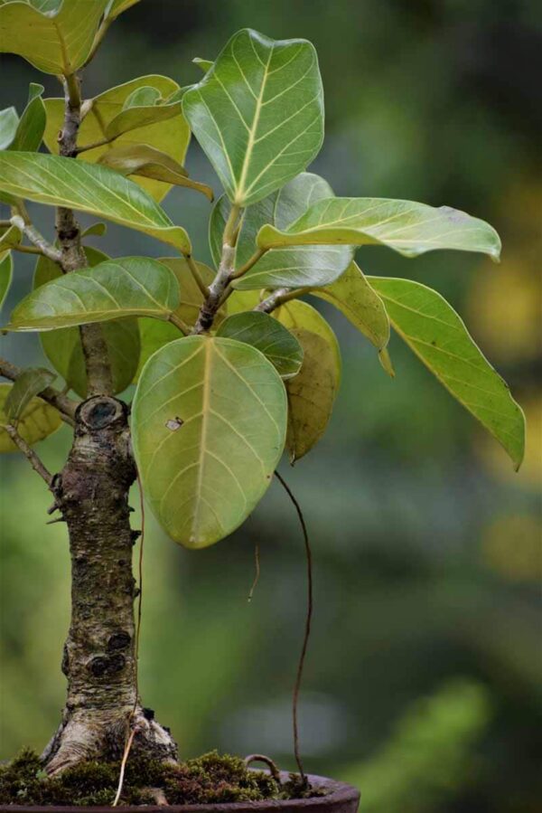 Ficus benghalensis bonsai