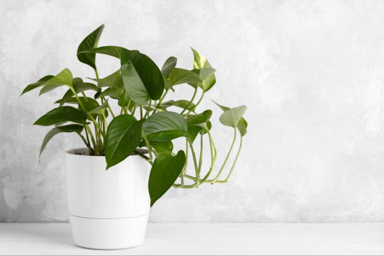 Top 20 Indoor Plants For Oxygen And Healthy Indoor Air