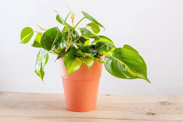 30 Best Indoor Creeper Plants You Can Grow Easily In Home