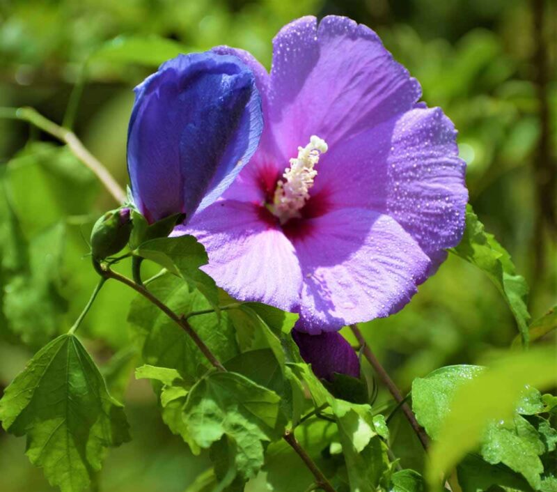 Hibiscus