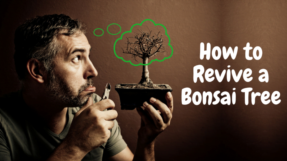 How to Revive a Bonsai Tree