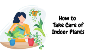 How to Take Care of Indoor Plants