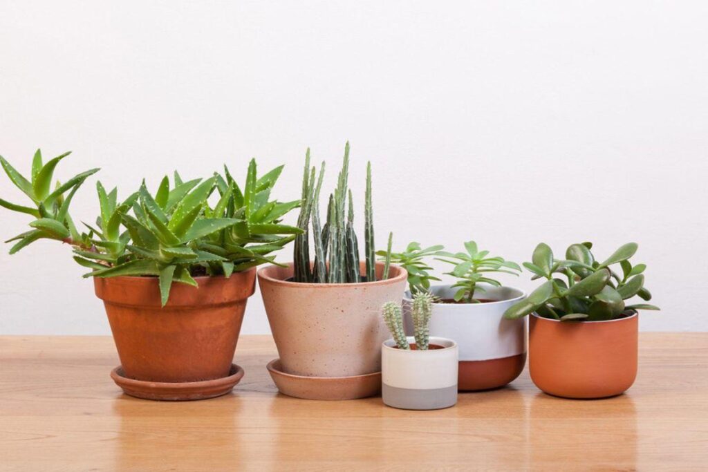How to Take Care of Indoor Plants