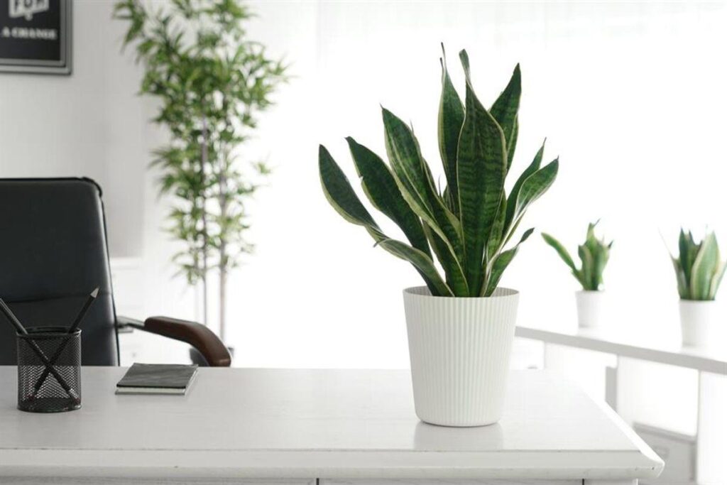 Top 15+ Benefits of Indoor Plants