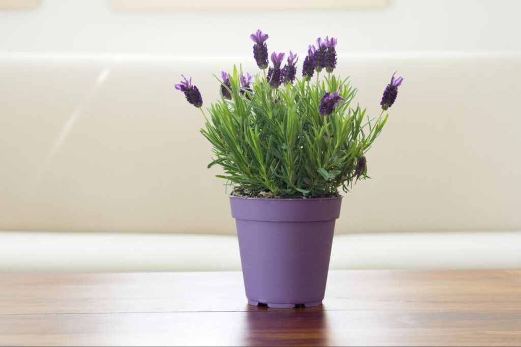 25 Lucky Indoor Plants that Bring Prosperity and Fortune