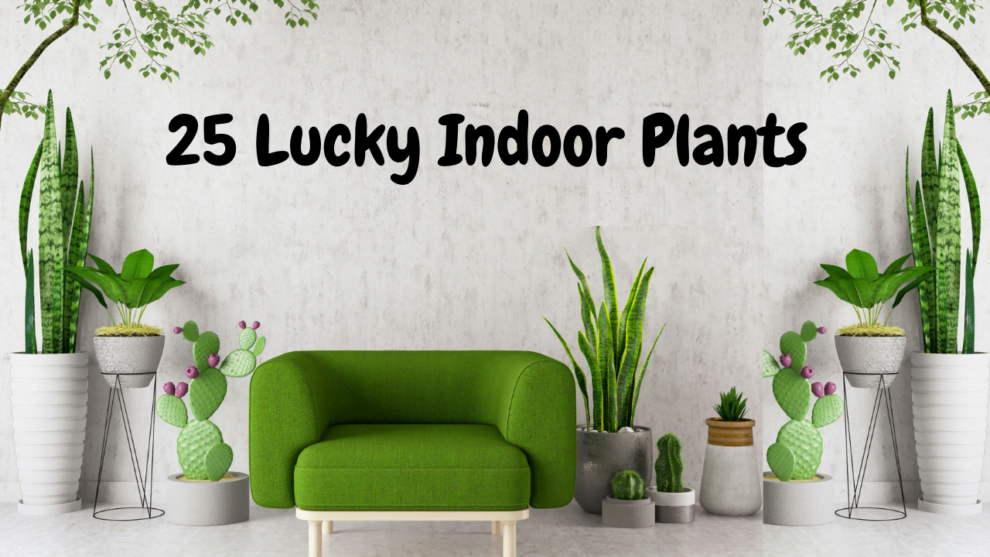 Lucky Indoor Plants That Bring Prosperity And Fortune