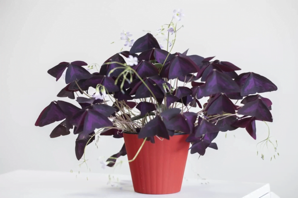 30 Most Beautiful Indoor Plants