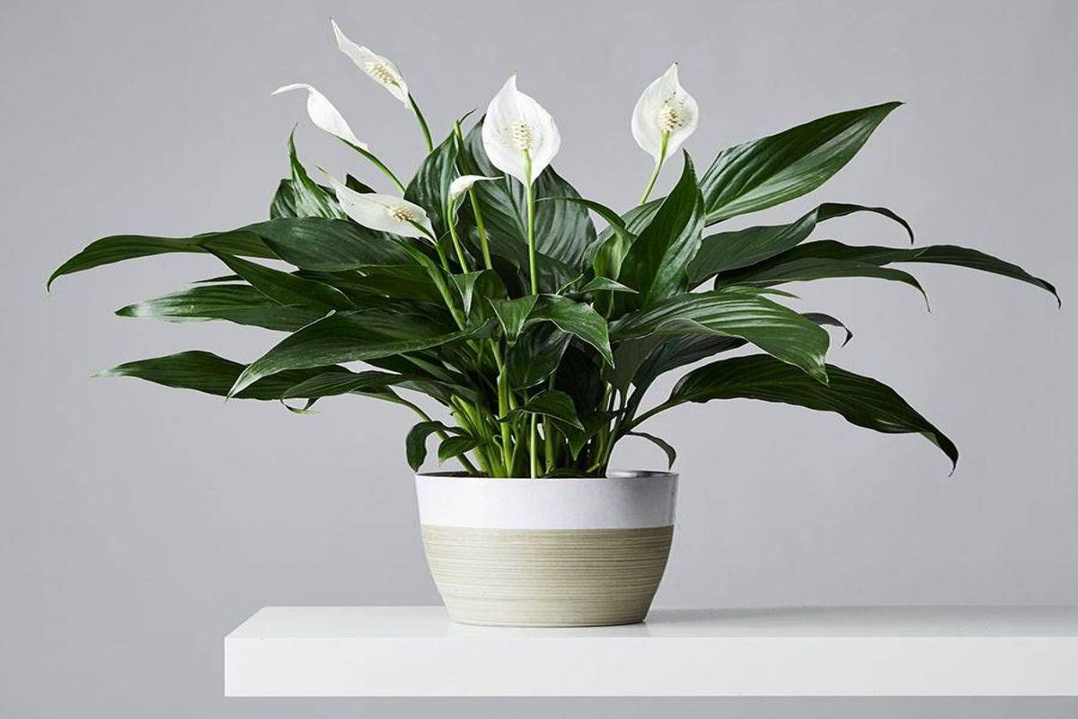 Top 20 Indoor Plants for Oxygen and Healthy Indoor Air