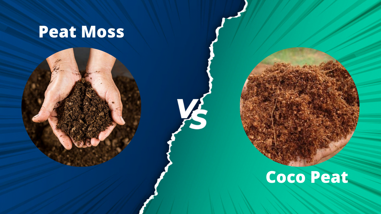 Peat Moss vs Coco Peat