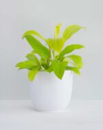 Philodendron-Ceylon-Golden-Plant-1