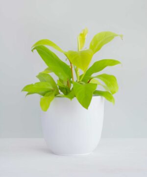 Philodendron-Ceylon-Golden-Plant-1